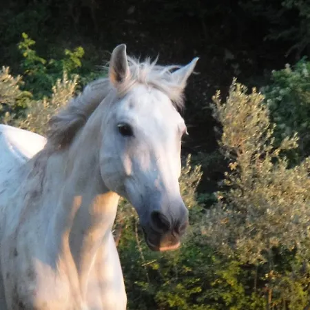 Bed & Breakfast Tenuta Lonciano *